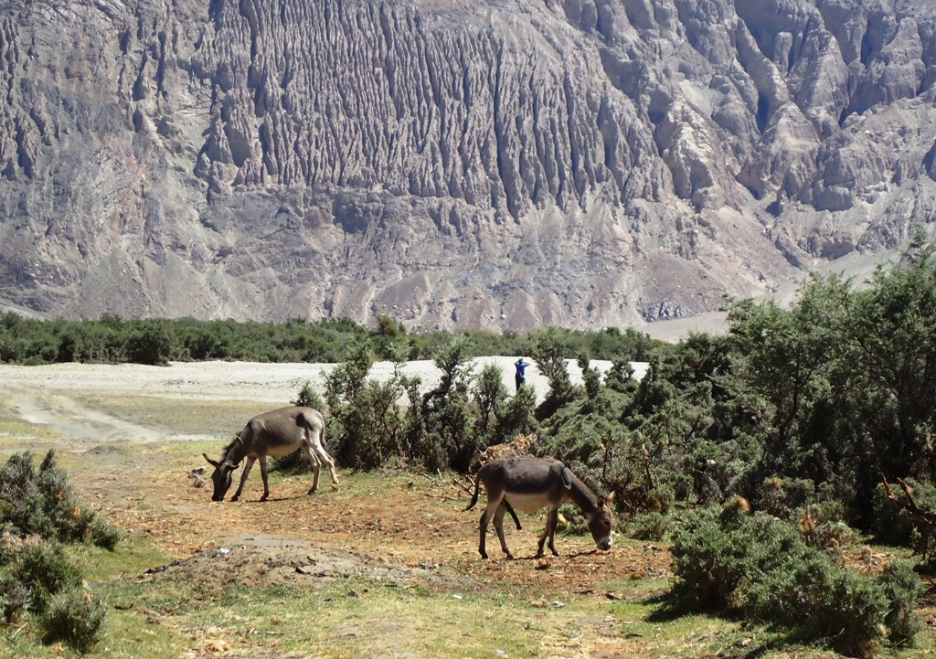 Himalayan-Wild-Ass-At-Hunder-Desert-In-Nubra-Valley