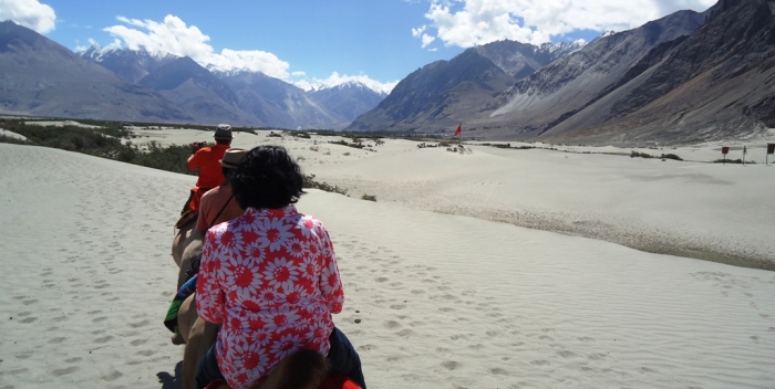 Two-Humped-Bactian-Camel-Safari-At-Hunder-Desert-Nubra-Valley