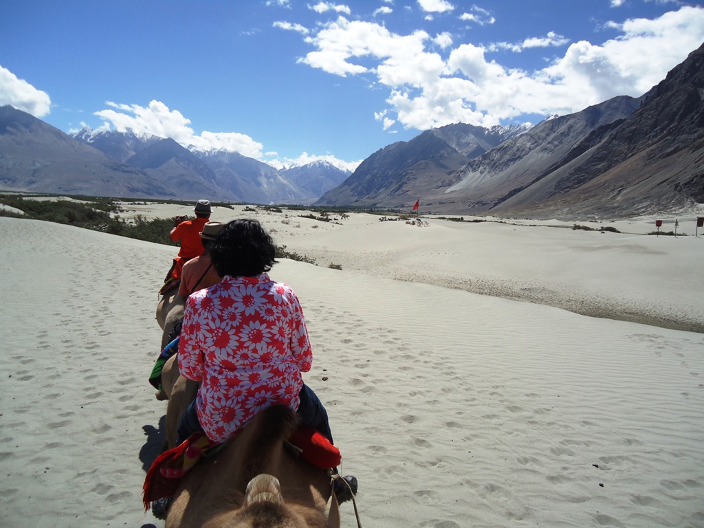 Two-Humped-Bactian-Camel-Safari-At-Hunder-Desert-Nubra-Valley