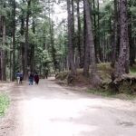 Pahalgam Pinewoods