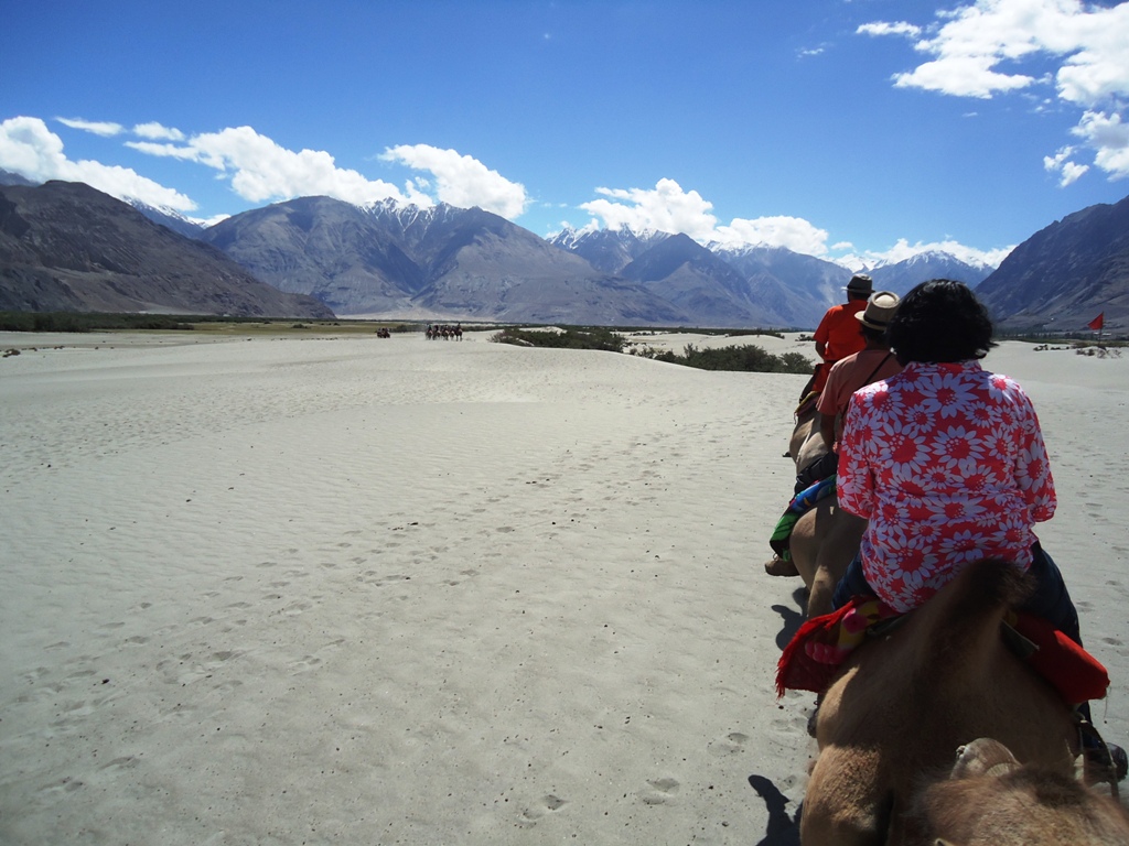 Two-Humped-Bactrian-Camel-Safari-At-Hunder-Desert-In-Nubra-Valley-Ladakh-India