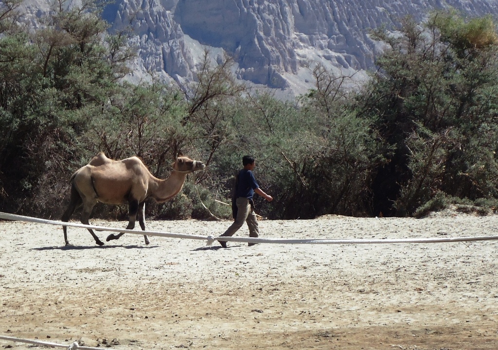 Two-Humped-Bactrian-Camel-At-Hunder-Desert-In-Nubra-Valley-Ladakh-India