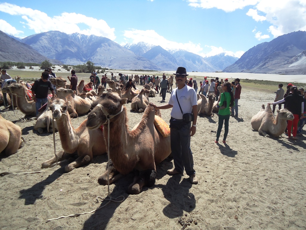 Two-Humped-Bactrian-Camels-for-Safari-At-Hunder-Desert-In-Nubra-Valley-Ladakh-India